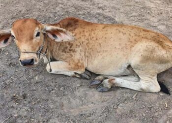 लालफितीच्या कारभारामुळे शेतकऱ्यांना भरपाईसाठी करावी लागतेय प्रतिक्षा!