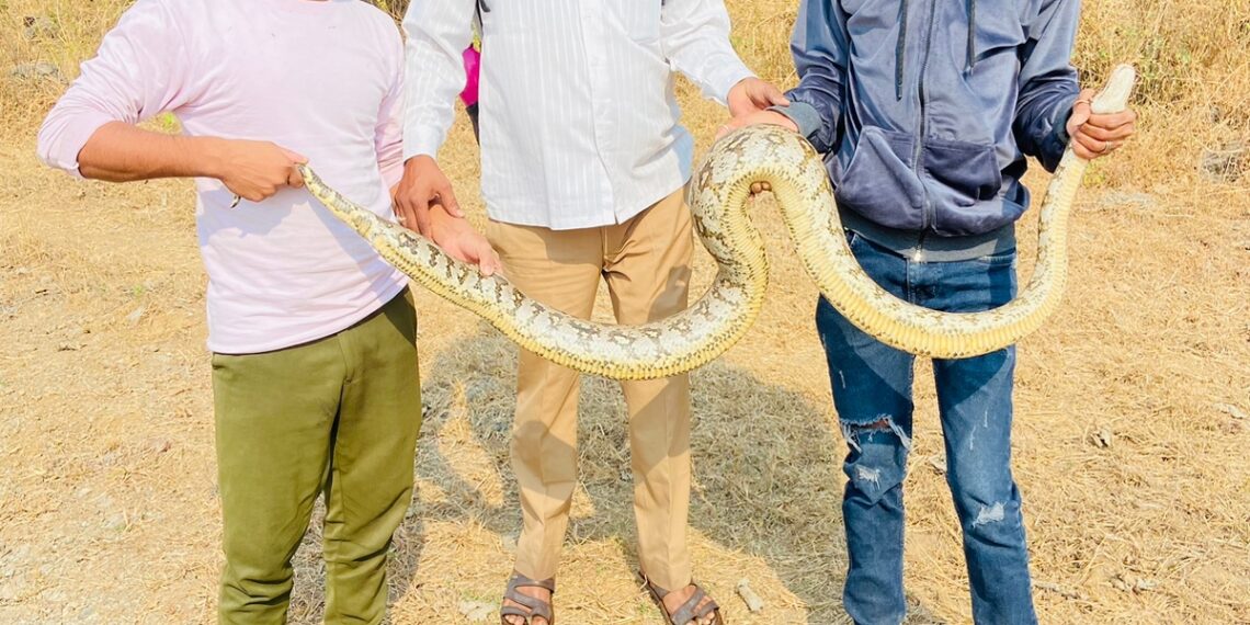 मानवी वस्तीत आलेल्या अजगराला सोडले जंगलात