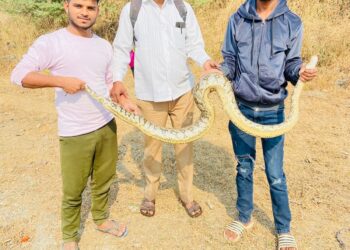 मानवी वस्तीत आलेल्या अजगराला सोडले जंगलात