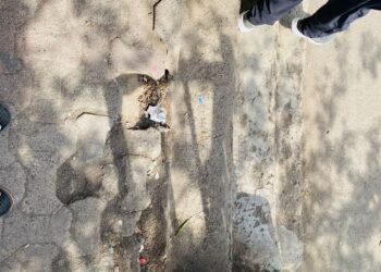 गटारांवरील धोकादायक झाकणे तातडीने बदला : पांडुरंग आमले