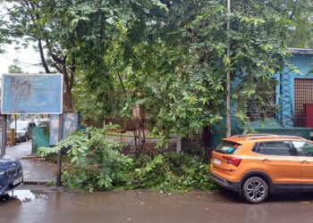 नेरूळ सेक्टर सहामधील महावितरणच्या डीपीलगत पडलेल्या झाडांच्या फांद्या उचलून तेथे वृक्षछाटणी अभियान राबवा : सुजाता सुरज पाटील