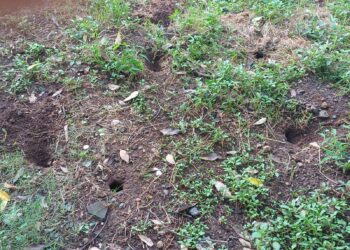 नेरूळ सेक्टर सहामधील पालिका क्रिडांगणासह उद्यानात मुषक नियत्रंण अभियान राबवण्याची कॉंग्रेसची मागणी