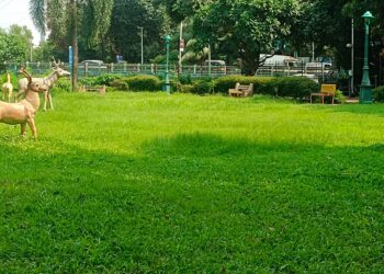 नेरूळ, जुईनगरमधील उद्यानात वाढलेले जंगली गवत हटविण्याची काँग्रेसची मागणी