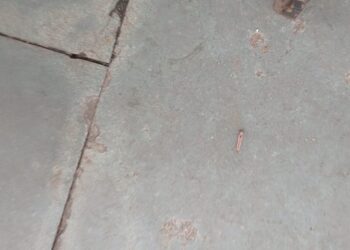 झाडावरील किड्यांपासून होणाऱ्या त्रासातून जुईनगर सेक्टर २४ मधील रहीवाशांची सुटका करण्याची कॉंग्रेसची मागणी