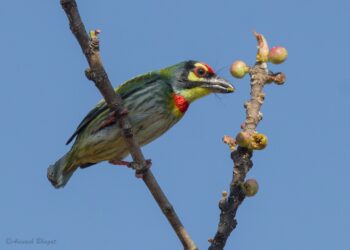 टूक-टूक सुरूच: पानगळतीमुळे तांबट पक्ष्याचे दर्शन सुलभ
