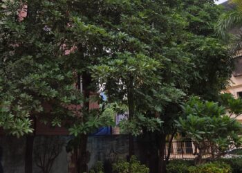 जुईनगरच्या उद्यानात वृक्षछाटणीसाठी काँग्रेसचे साकडे