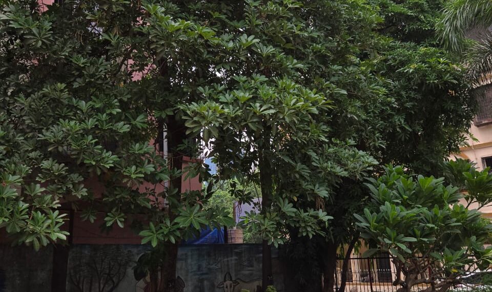 जुईनगरच्या उद्यानात वृक्षछाटणीसाठी काँग्रेसचे साकडे