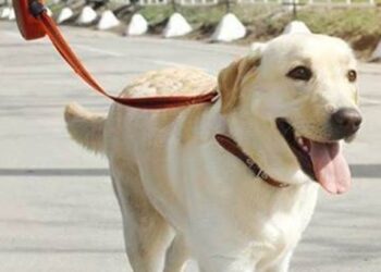 श्वान पाळण्यासाठी महापालिकेचा परवाना बंधनकारक