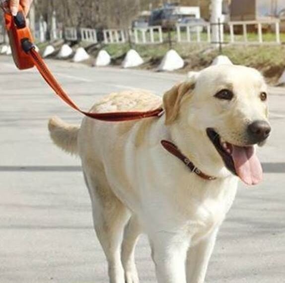 श्वान पाळण्यासाठी महापालिकेचा परवाना बंधनकारक