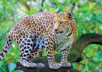 जुन्नर तालुक्यात बिबट्यांसह चोरांचा धुमाकूळ