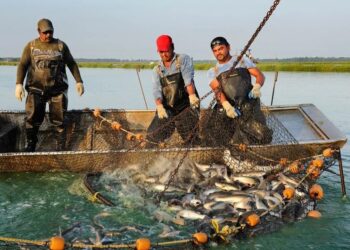 जागतिक मत्स्य उत्पादन क्षेत्रात भारताचा जगात दुसरा क्रमांक