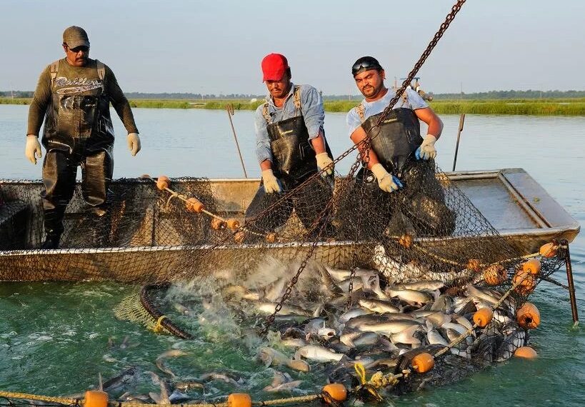 जागतिक मत्स्य उत्पादन क्षेत्रात भारताचा जगात दुसरा क्रमांक