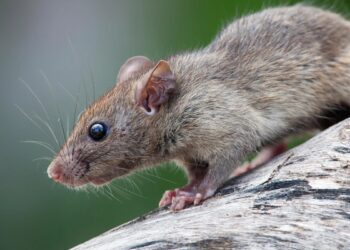 प्रभाग ९६ मध्ये मूषक नियत्रंण मोहीम राबवण्याची भाजपची मागणी