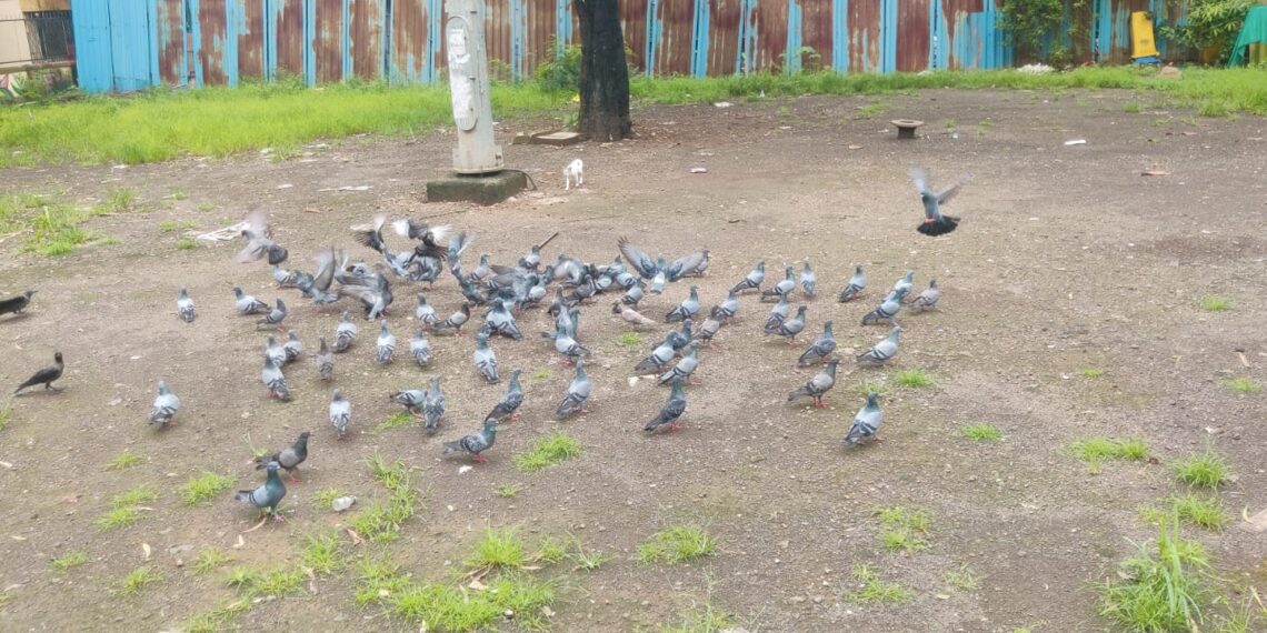 कबुतरांना खाद्य टाकणाऱ्या दोन ठिकाणांवर माहिती फलक लावण्याची राष्ट्रवादीची मागणी
