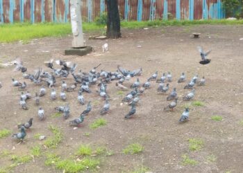 कबुतरांना खाद्य टाकणाऱ्या दोन ठिकाणांवर माहिती फलक लावण्याची राष्ट्रवादीची मागणी