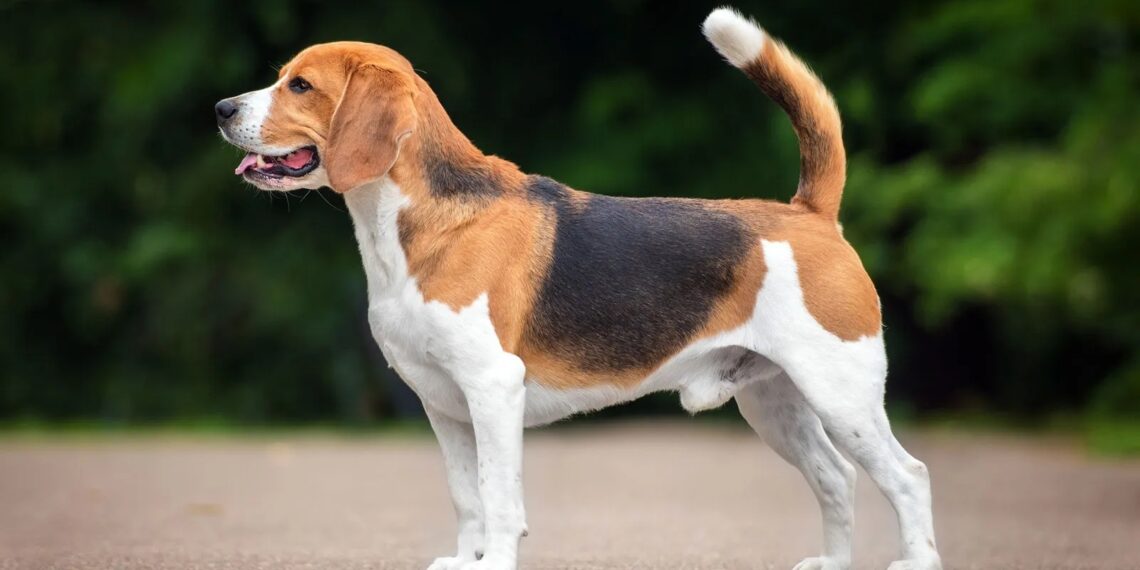 पाळीव श्वान मालकांनी श्वान परवाना प्राप्तीसाठी अर्ज करण्याचे आवाहन 