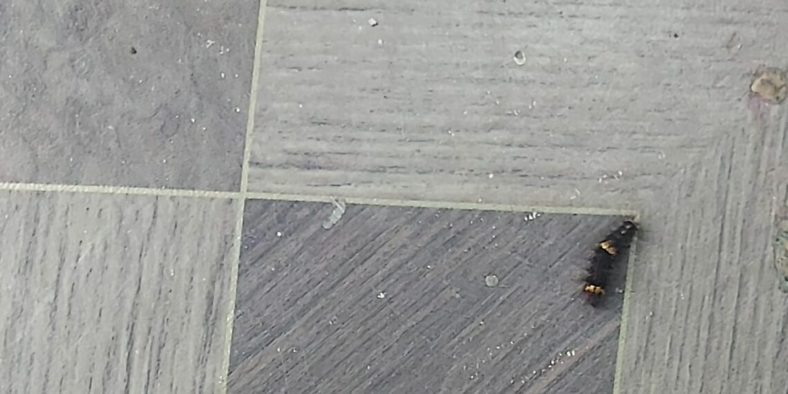 किड्यांचा बंदोबस्त करण्याची काँग्रेसची मागणी