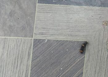 किड्यांचा बंदोबस्त करण्याची काँग्रेसची मागणी