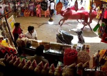 जेजुरीत शर्यतीचे बैल उधळल्याने तीन भाविक जखमी