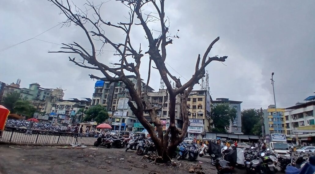 वाहनतळातील धोकादायक झाडाची तळापासून छाटणी करण्याची मागणी