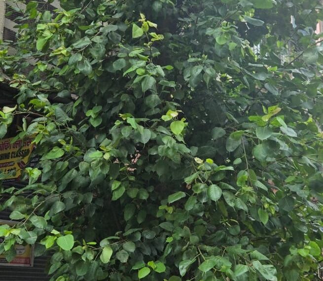 जुईनगर सेक्टर २३ मधील सुखसागर सोसायटीवर वृक्षांच्या झुकलेल्या फांद्या तातडीने छाटाव्यात